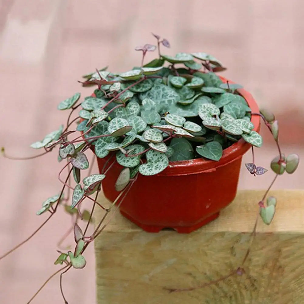 Jardinière jaune accrochée avec plante verte