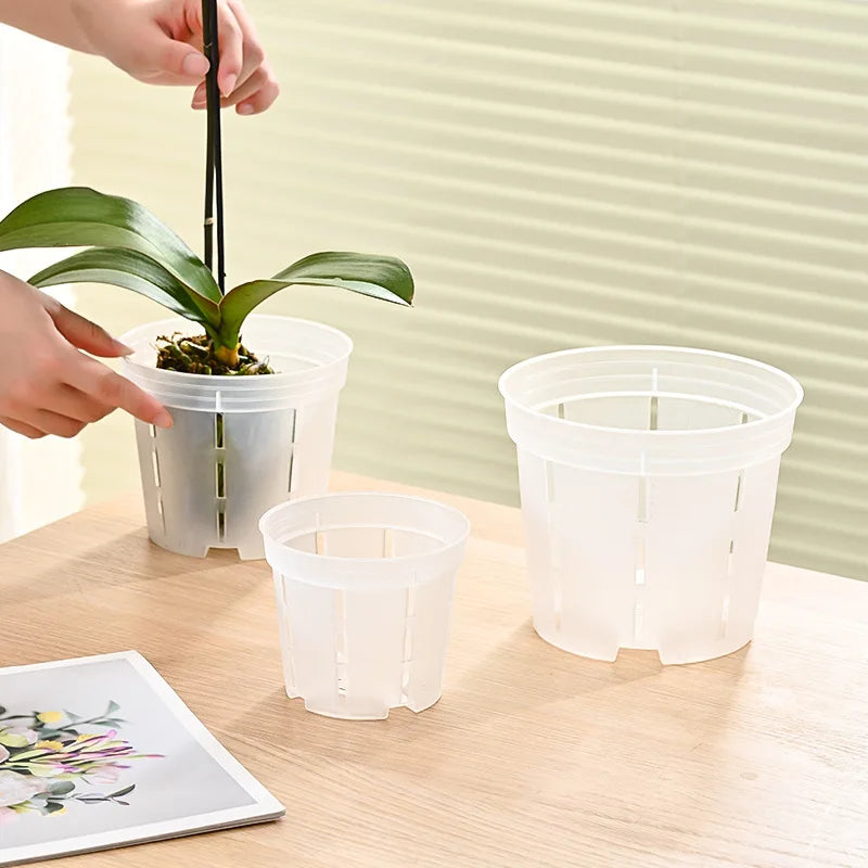pots orchidées transparents trous moderne pièces drainage racines fleurs plantes