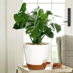 pots fleurs auto arrosants blanc brun minimaliste corde lisse opaques différentes tailles