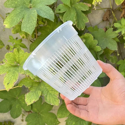 Pot transparent pour orchidée avec système d'aération visible
