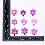 fleurs séchées phalaenopsis violettes blanches jaunes naturelles décoration artisanale intérieur