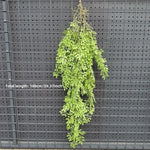 plantes suspendues vigne feuilles vertes rustiques extérieures accrochées naturellement exposéesextérieur decoration