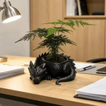 cache plantes dragon écaille opacité fantastique succulentes décoration noir blanc
