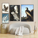 Un ensemble d'illustrations représentant différents oiseaux de proie dans leur habitat naturel, avec des motifs texturés et des couleurs contrastées pour créer une atmosphère captivante.