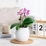pot plantes moderne rayures horizontales gris orange rouge blanc