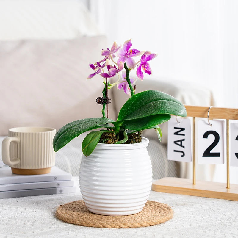 pot plantes moderne rayures horizontales gris orange rouge blanc