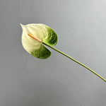 fleurs artificielles rouge vert blanc modernes intérieur décoration maison tringle fixée set pièces