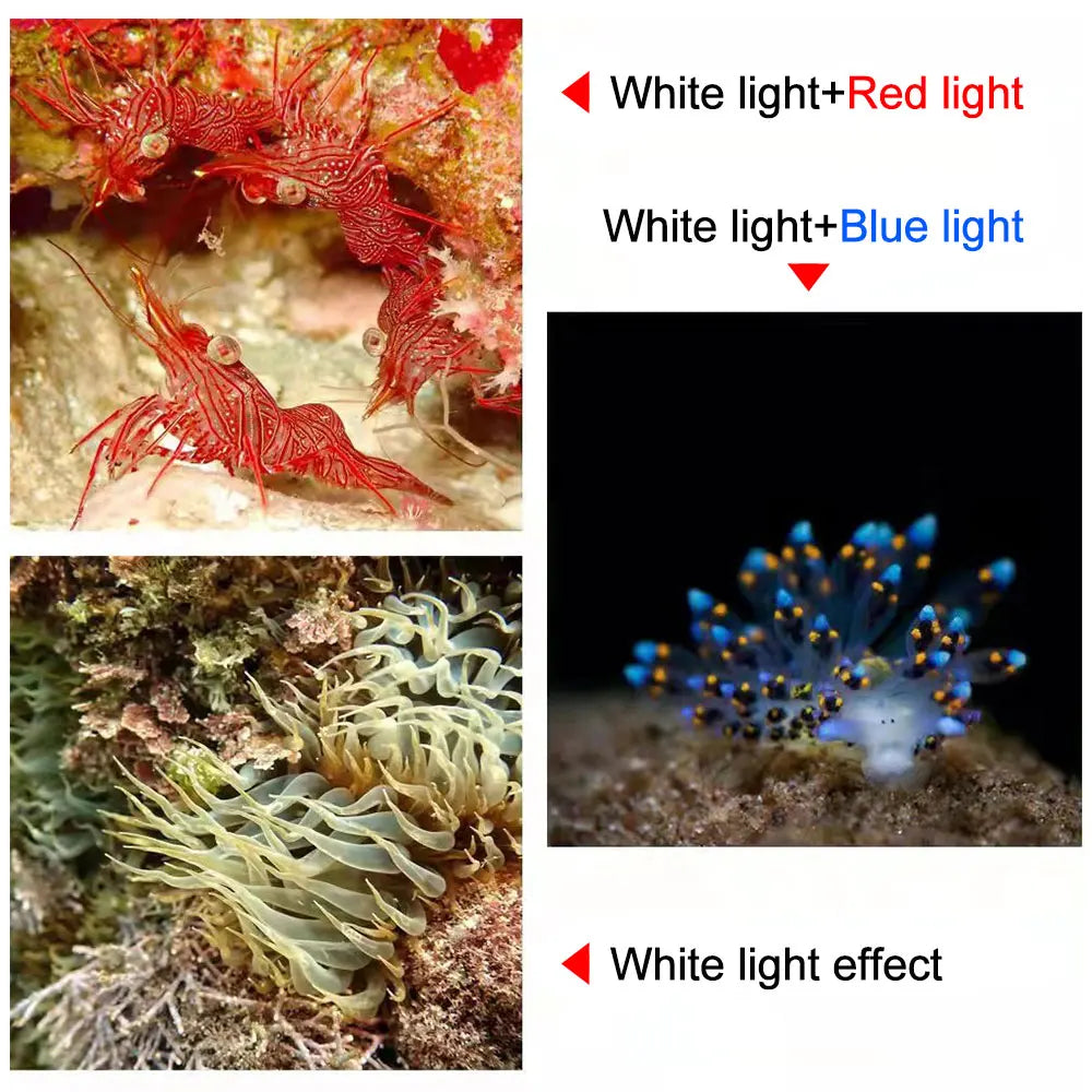 lampe torche sous marine led rechargeable intense éblouissante robuste moderne poignée