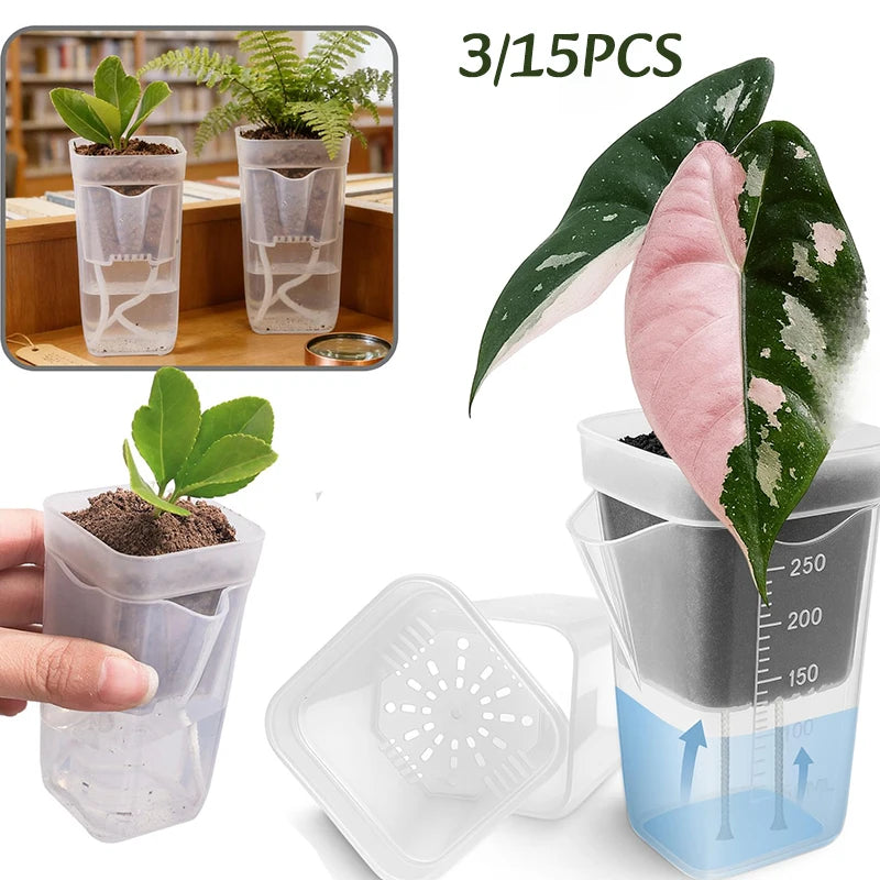 pots auto arrosants transparents modernes graduée cotonnets étiquettes plantes différents semis fleurs jardin potager