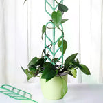 supports plante grimpante treillis feuilles vintage pots verts tiges fixantes aménagement serre