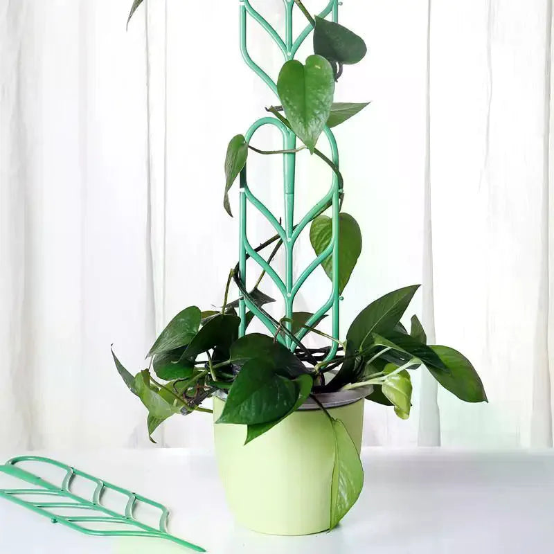 supports plante grimpante treillis feuilles vintage pots verts tiges fixantes aménagement serre