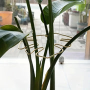support murale plante feuille monstera or vert transparent minimaliste jardin balcon salon