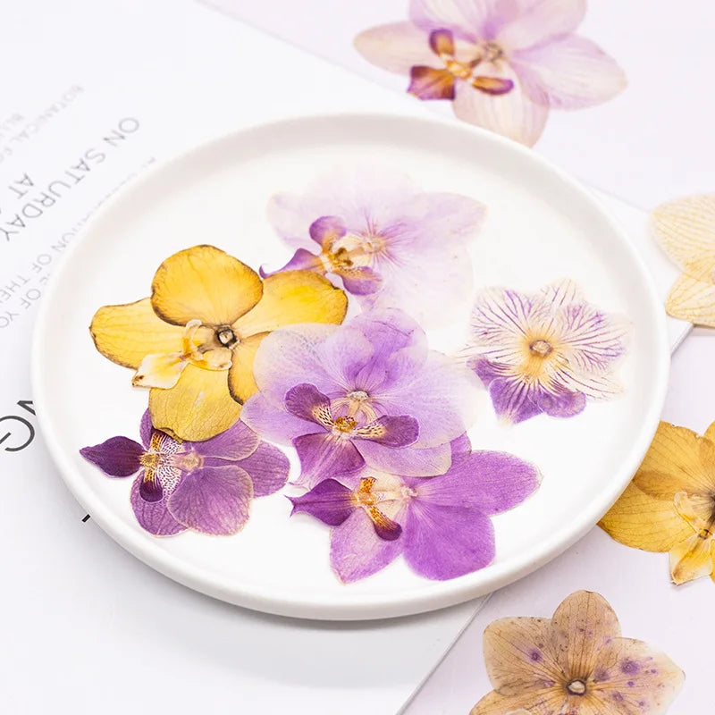 fleurs séchées phalaenopsis violettes blanches jaunes naturelles décoration artisanale intérieur