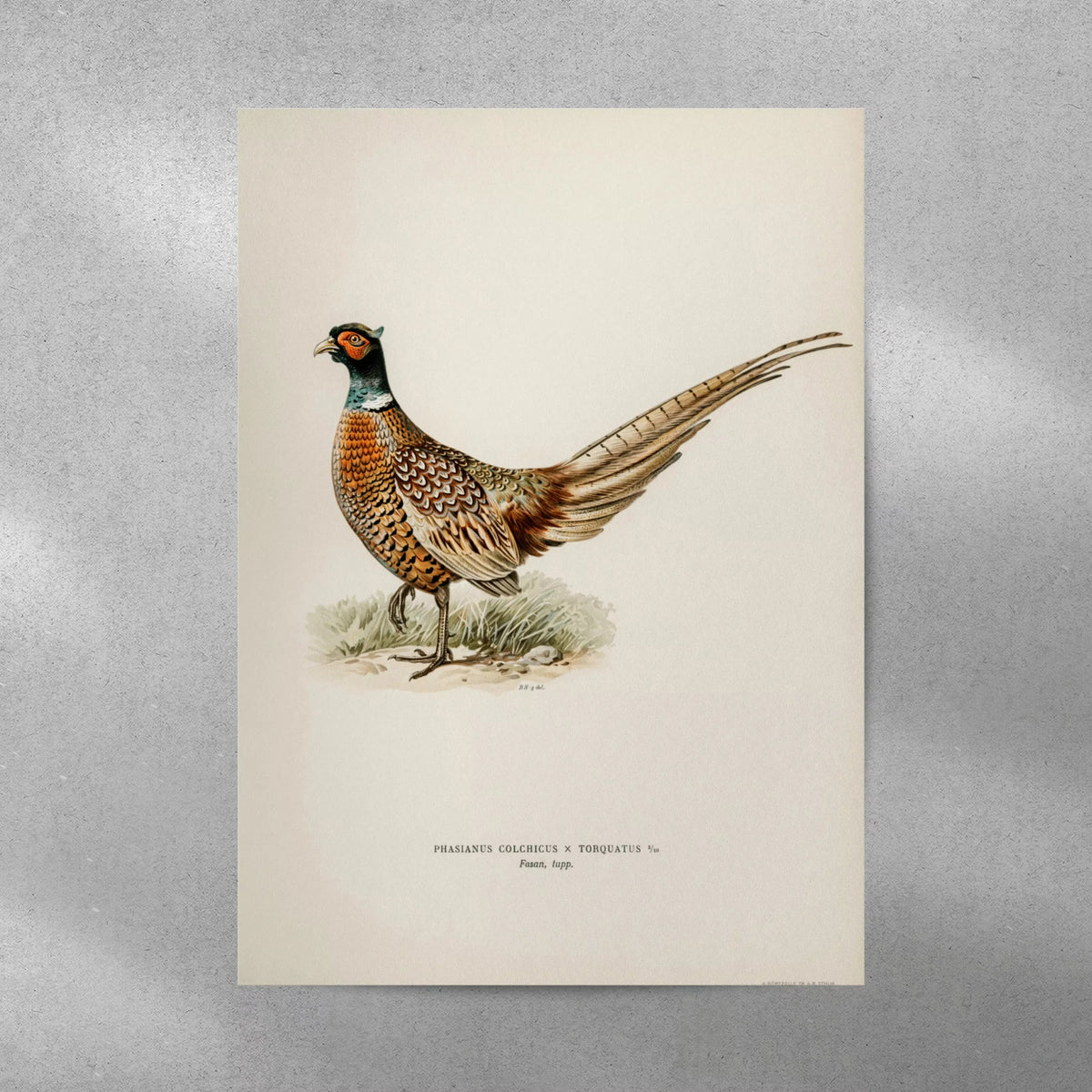 affiches oiseaux classiques illustrations détaillées noir marron beige verte bleue cadres bois salon chambre