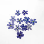fleurs séchées violet rose blanc décor maison DIY craft nail art maquillage artisanales kit