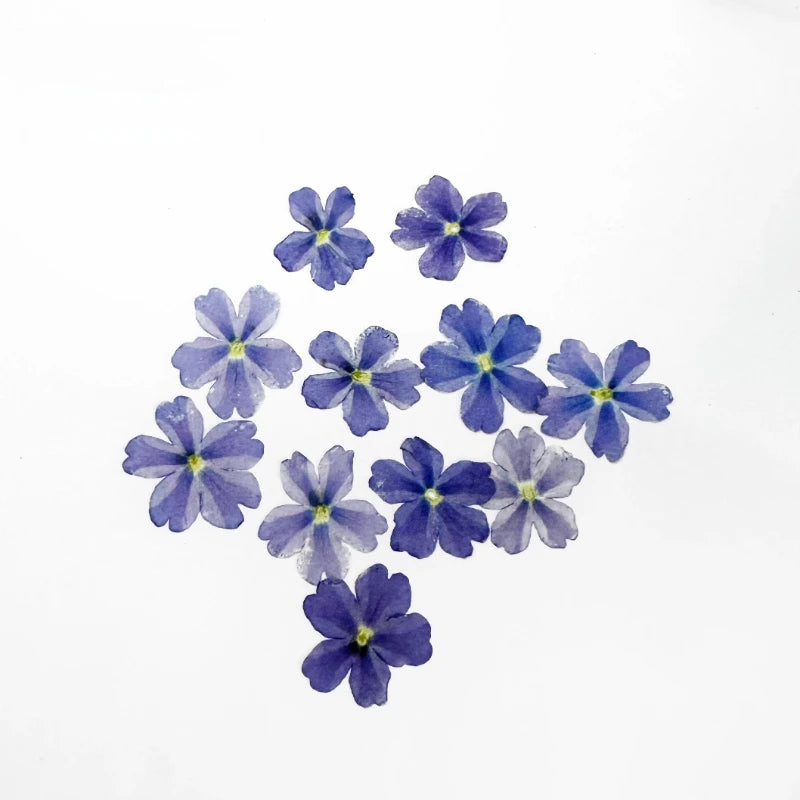 fleurs séchées violet rose blanc décor maison DIY craft nail art maquillage artisanales kit