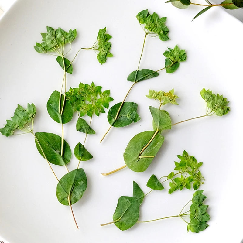 décoration intérieure feuilles séchées plantes vert fleurs nature rustique minimaliste anniversaire baby shower festive