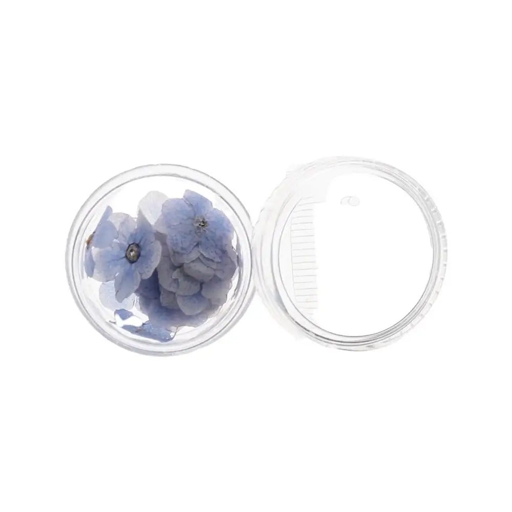 fleurs séchées bleu clair boîte transparente bouquet naturel minimalisteintérieur décoration casaopacité