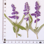 décoration murale branches violette feuilles naturelles intérieur rustique 12 pièces