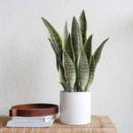 plantes artificielles vertes feuilles tropicales moderne decoration intérieure extérieur aloe vera sansevieria branches longues