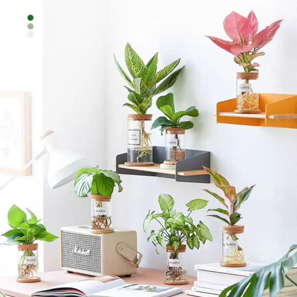 vase verre transparent moderne plante verte minimaliste bois naturel rond simple