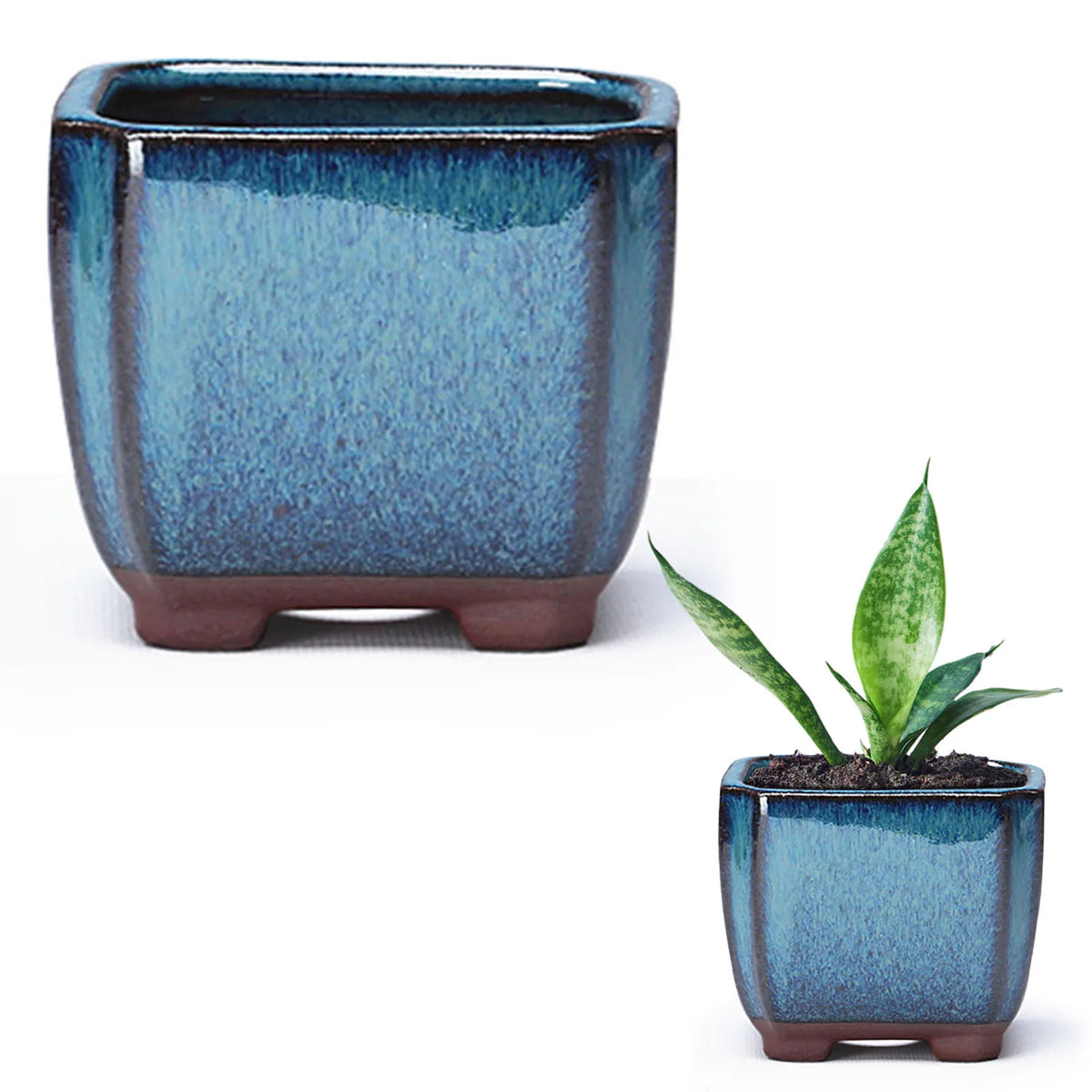 pot fleur céramique bleue moderne plante feuilles vertes mousse verte fleurs blanches texture boisclair