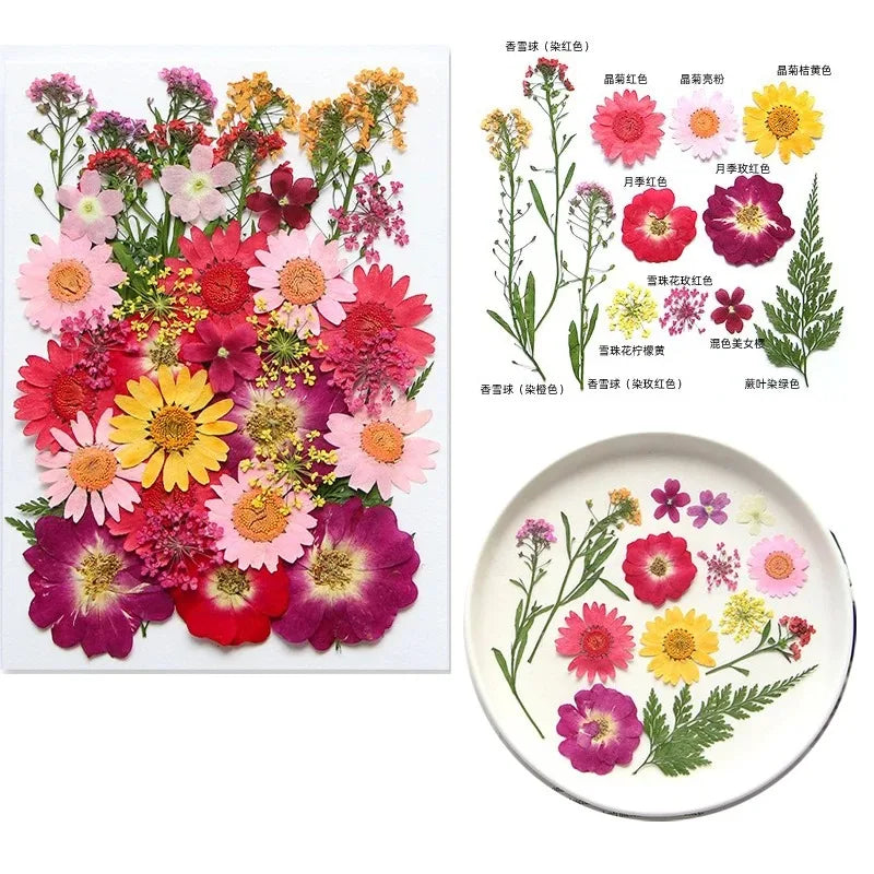 fleurs séchées multicolores variées naturelles scrapbooking décoration maison artisanat DIY