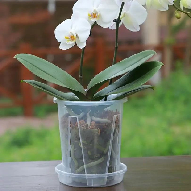 pots transparents orchidées phalaenopsis plastique modernes grille racinesControlEvents