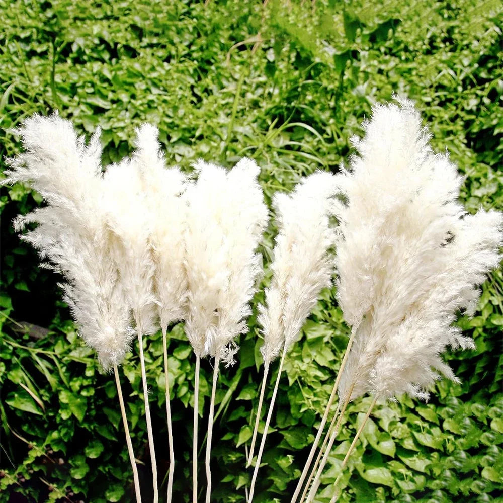 décoration boho plante séchée pampa blanche naturelle intérieur anniversaire mariage