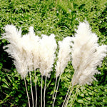 décoration boho plante séchée pampa blanche naturelle intérieur anniversaire mariage