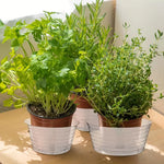 plateaux cache pots plastique transparent moderne rayures adhésif 10 inches