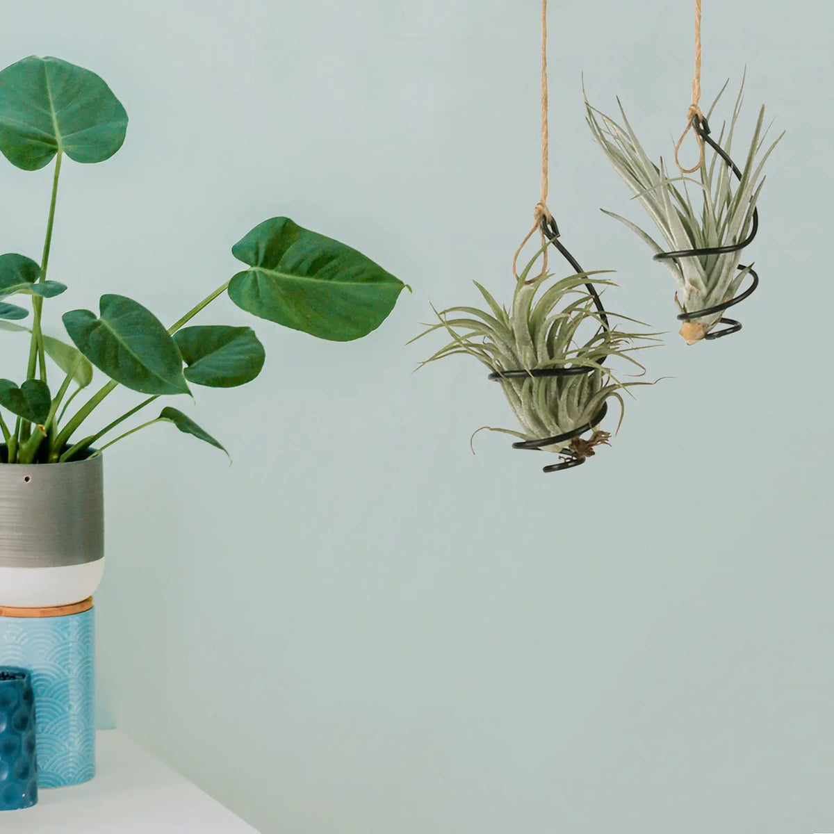 supports plante suspendus spirales noires moderne clips décoration murale plantes aériennes Tillandsiaintérieur élégant