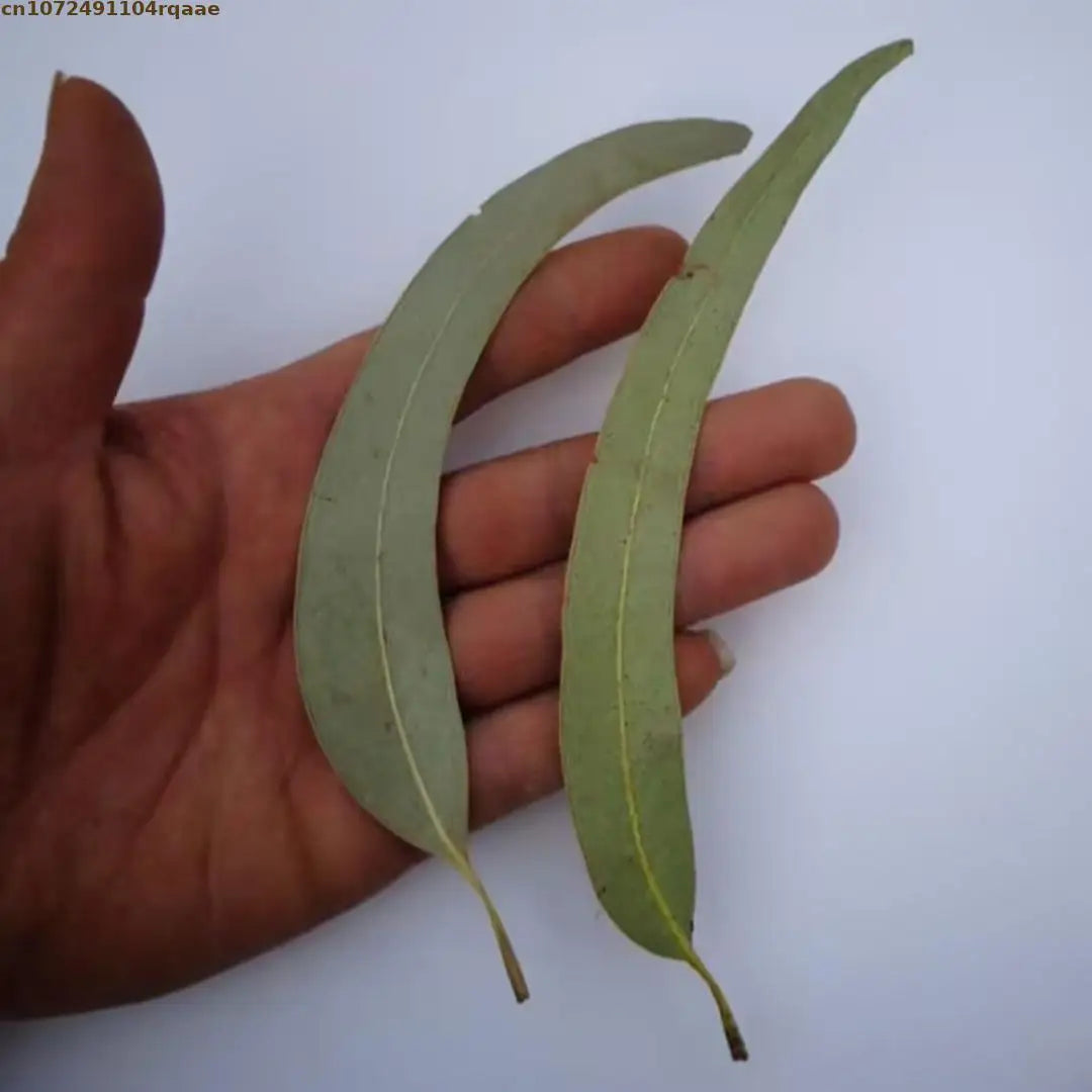 feuilles eucalyptus sèches vert clair decoration mariage intérieur parfumées naturelles rustiques 100g 200g 400g
