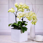 pot plante autoarrosant indicateur eau blanc moderne plantes fleurs herbes légumesintérieurextérieur