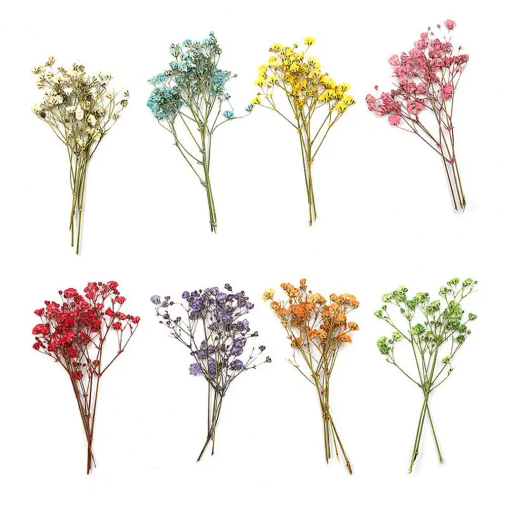bouquets fleurs séchées naturelles couleurs vives rouge bleu violet orange intérieur décoration