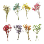 bouquets fleurs séchées naturelles couleurs vives rouge bleu violet orange intérieur décoration