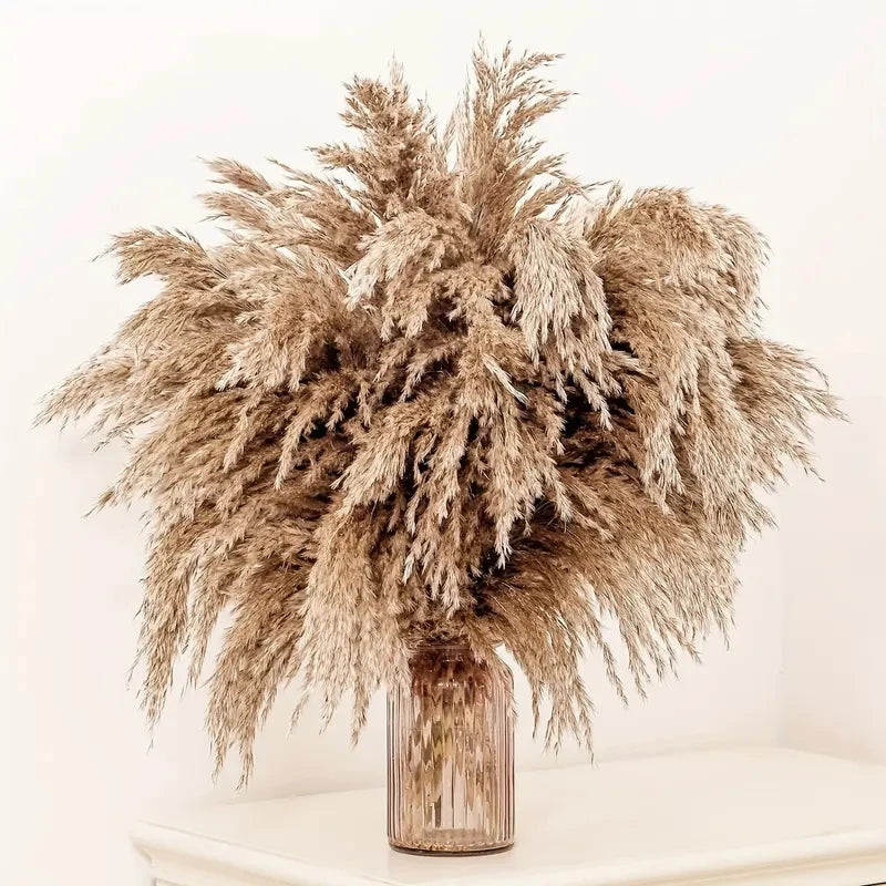 décoration maison plante séchée pampa moelleuse naturelle vase dried flowers beige rustiqueintérieur