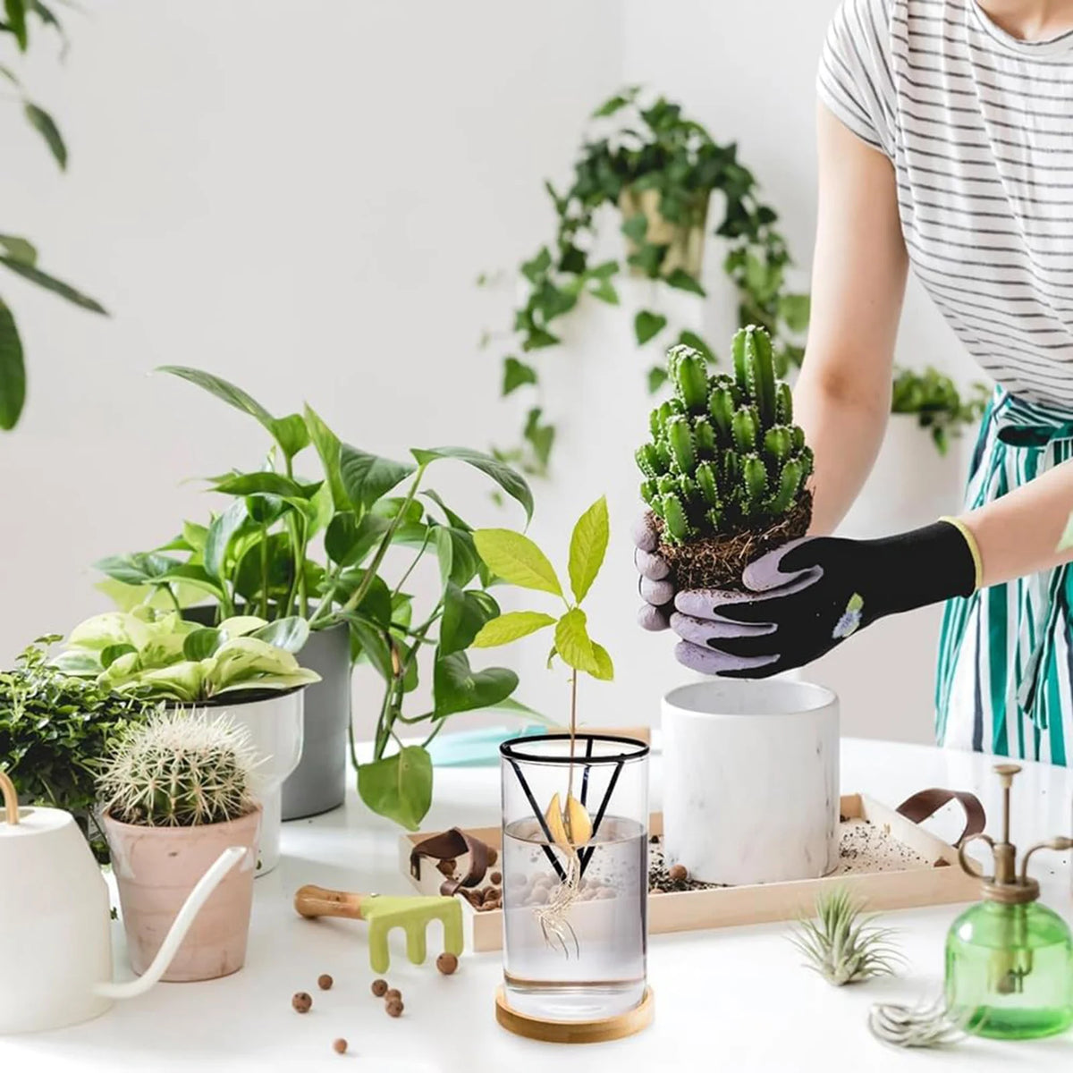 Kit germination avocat vase verre transparent support métallique soucoupe bois plante feuilles vertes cactus