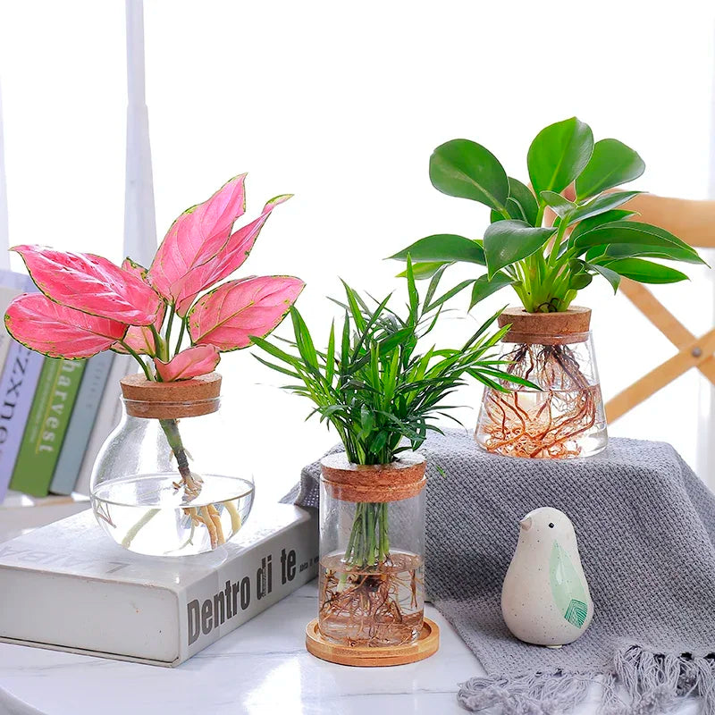 vase verre transparent plante aquatique moderne décoration intérieure nordiqueIKEbana esthétique