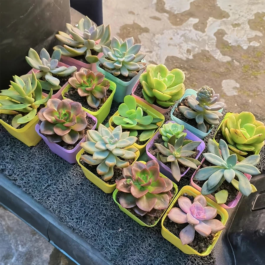pots fleurs carrés multicolores plastique violet bleu jaune vert moderne adhésif 7cm 8cm 5cm
