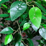 plante verte artificielle arbre banyan extérieur moderne feuilles vertes tronc brun herbe synthétique exposition