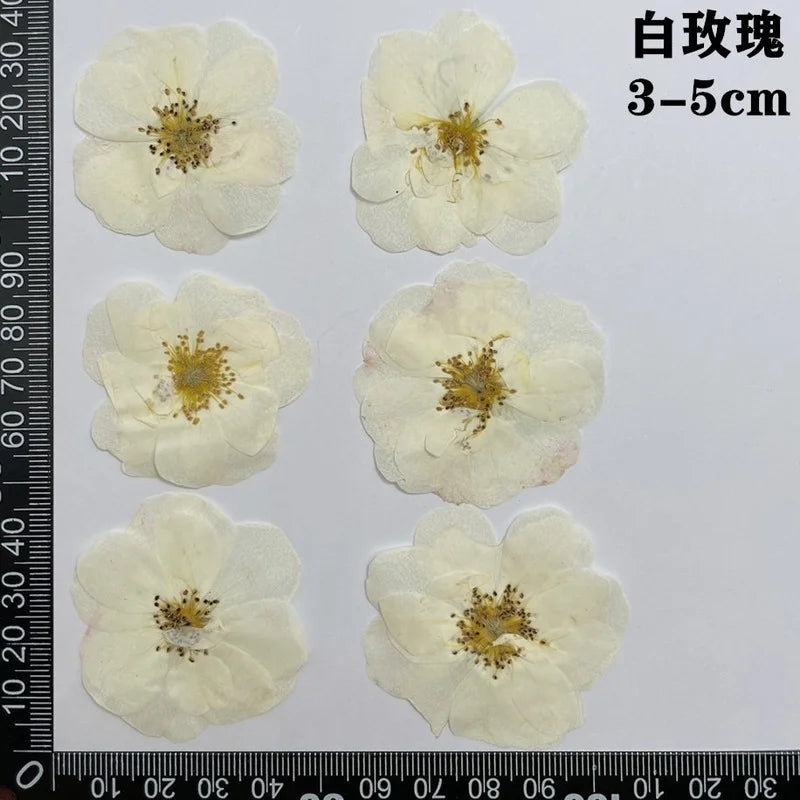 fleurs séchées naturelles rouge jaune blanc rose décoration maison intérieure bricolage scrapbooking abat jour