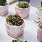 pots céramique porcelaine moderne rose blanc fleurs succulentes décoration plantes vertes ornement maison