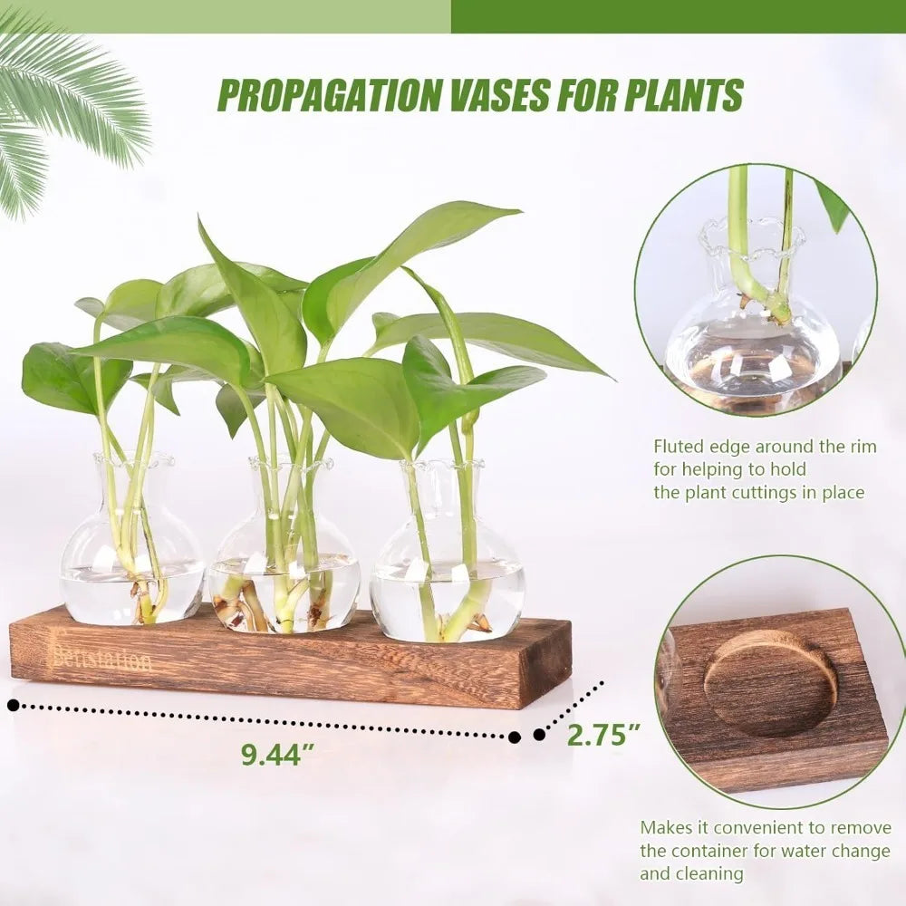 station multiplication plantes verre bois transparent moderne vases support nature élégante intérieur culture