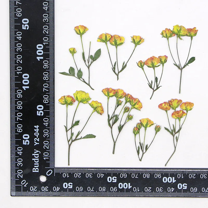 fleurs séchées rouge rose violet bleu jaune feuilles vertes décoration maison scrapbooking diy