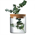 Pot plante hydroponique transparent moderne minimaliste 8cm 10cm 12cm 15cm 20cm