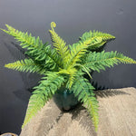 plantes artificielles fougère boston feuilles vertes jaunes decoration exterieure intérieure naturelle réaliste