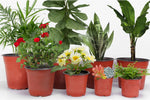 pots plantes modernes plastique rouge noir drainage 9x10cm 22x24cm