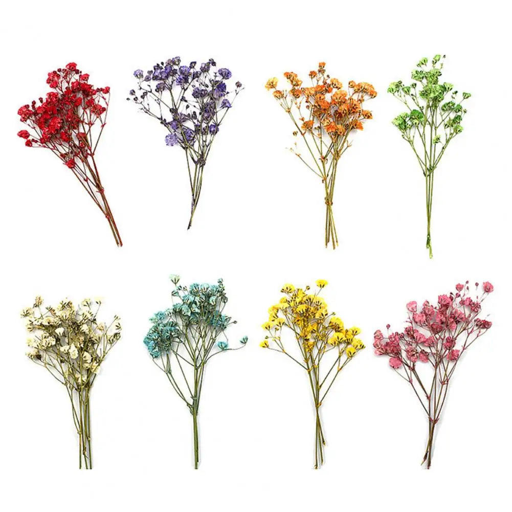 bouquets fleurs séchées naturelles couleurs vives rouge bleu violet orange intérieur décoration