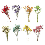 bouquets fleurs séchées naturelles couleurs vives rouge bleu violet orange intérieur décoration